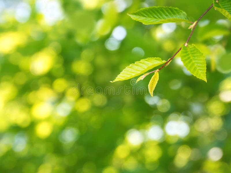 Sunny green elm tree branch spring background royalty free stock photo Sunny green elm tree branch spring background royalty free stock photo