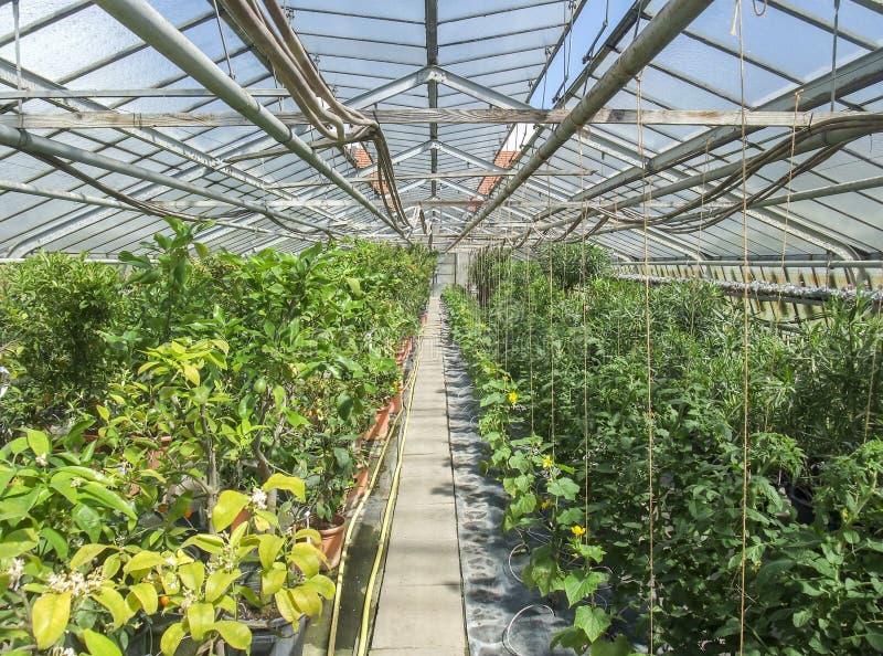 Sunny greenhouse scenery stock photo. Image of glasshouse 92707286