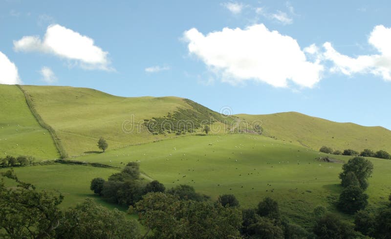 Sunny hillside