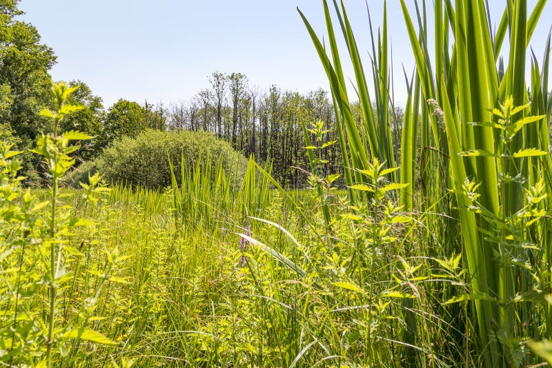 Sunny wetland scenery stock photo. Image of mire, ground - 102565540