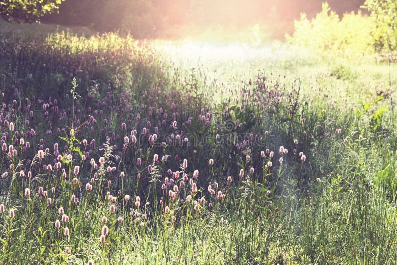 Sunny meadow stock image. Image of mountain, hills, rural - 54193175