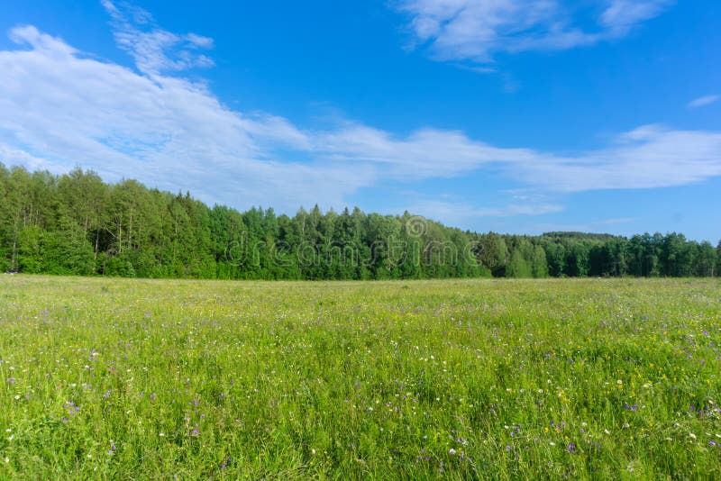 Sunny Meadow In The Forest Stock Image Image Of Clear 48585491