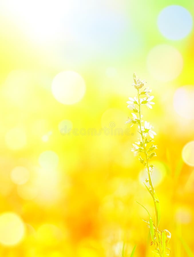 Sunny Meadow Wildflower Bright Yellow Bloom Vară Natură zi cald plante moi câmp imagine lumină royalty free illustration