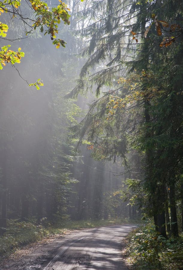 Sunny morning in the coniferous forest