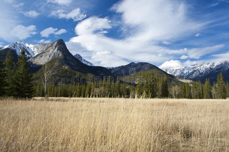 Sunny Mountain Meadow