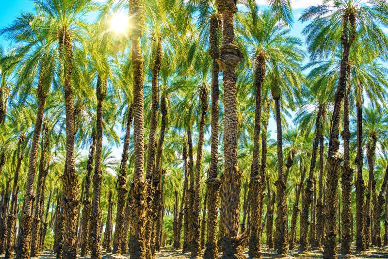 Sunny Palms Plantation arkivfoto Sunny Palms Plantation arkivfoto