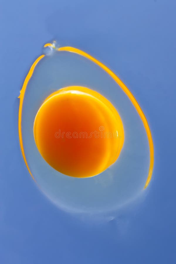 Sunny side up stock photo. Image of orange, birth, organic - 18910376