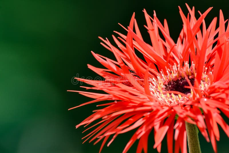 Bright Frilly Gerbera Daisy Bloom Stock Image Image of face, petals
