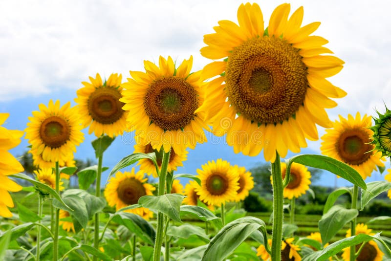 Sunny Smile Sunflower Seeds Stock Image Image of country, growth