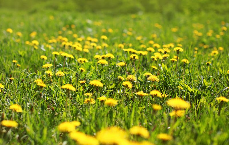 Sunny spring background field yellow dandelions royalty free stock images Sunny spring background field yellow dandelions royalty free stock images