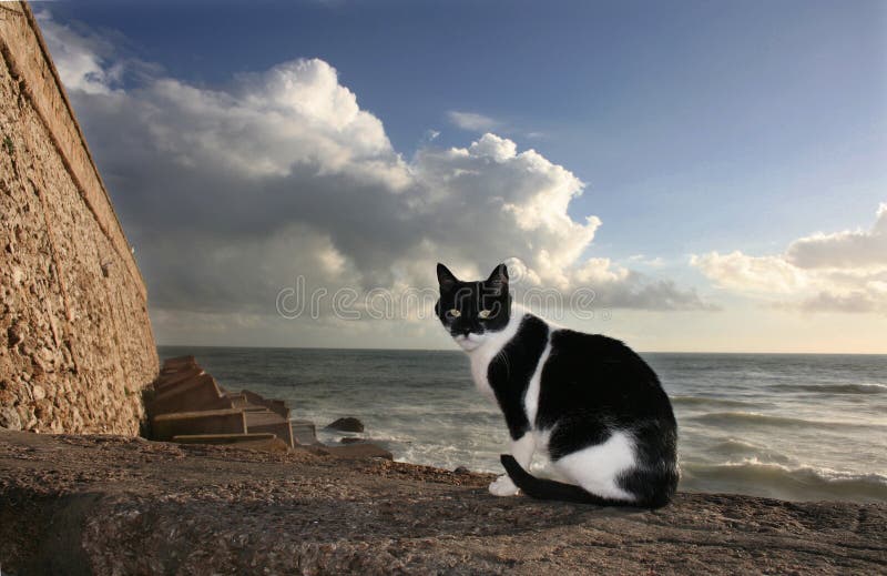 Stray Cat Cadiz Spain Stock Photos Free & RoyaltyFree Stock Photos