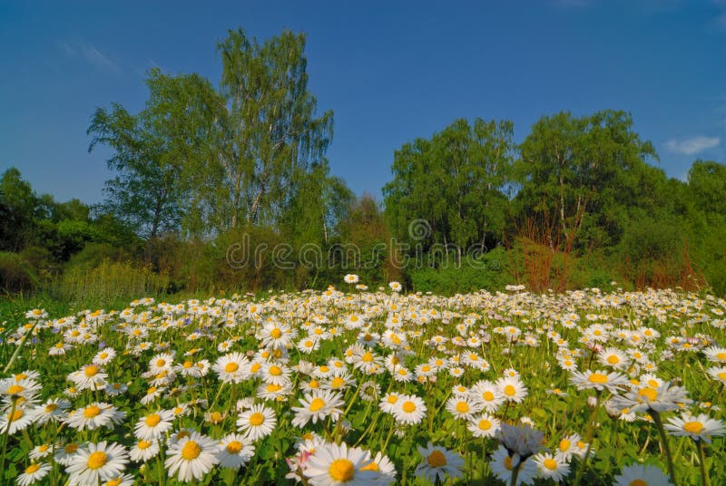 Sunny summer landscape