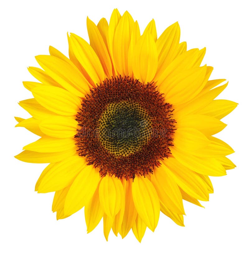 Sunny Sunflower isolated on white background, including clipping.path.