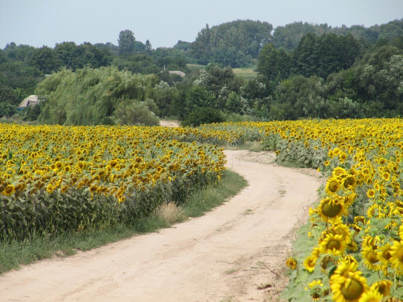 Sunny sunflower road in country