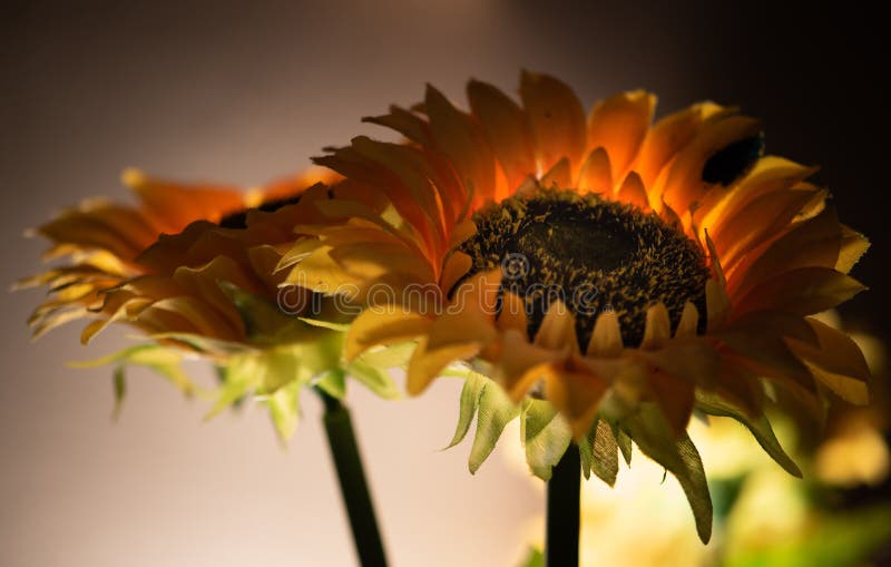 Sunflower scene, realistic but artificial backlit polyester sunflowers arranged as a home decoration. Sunflower scene, realistic but artificial backlit polyester sunflowers arranged as a home decoration