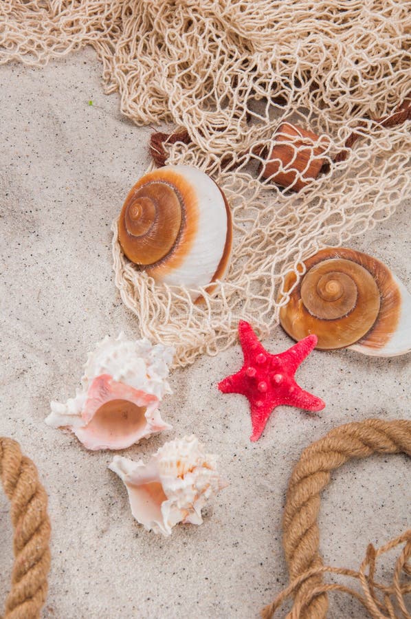 Christmas Tree Made From Sea Shells And Starfish With Sand Decoration On  Wooden Blue Background Top View Vertical Composition Stock Photo - Download  Image Now - iStock