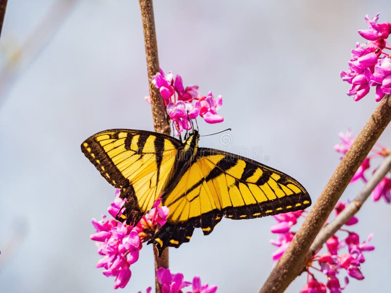Sunny View of the Eastern Tiger Swallowtail Eating the Eastern Redbud