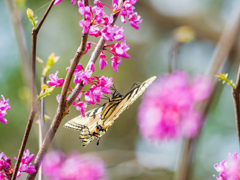 Sunny View of the Eastern Tiger Swallowtail Eating the Eastern Redbud