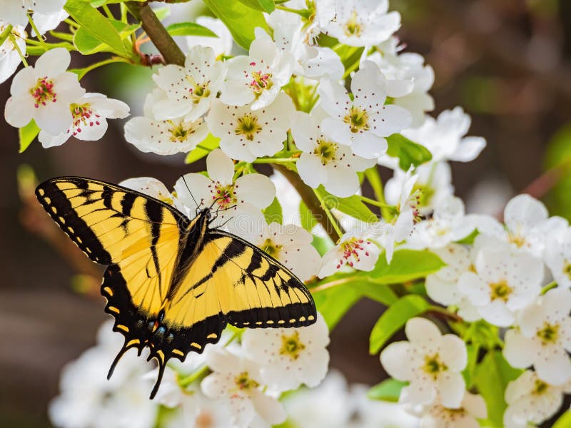 Sunny View of the Eastern Tiger Swallowtail Eating the Eastern Redbud