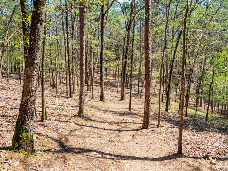 Sunny View of the Landscape of Friends Trail Loop Trail in Beavers Bend