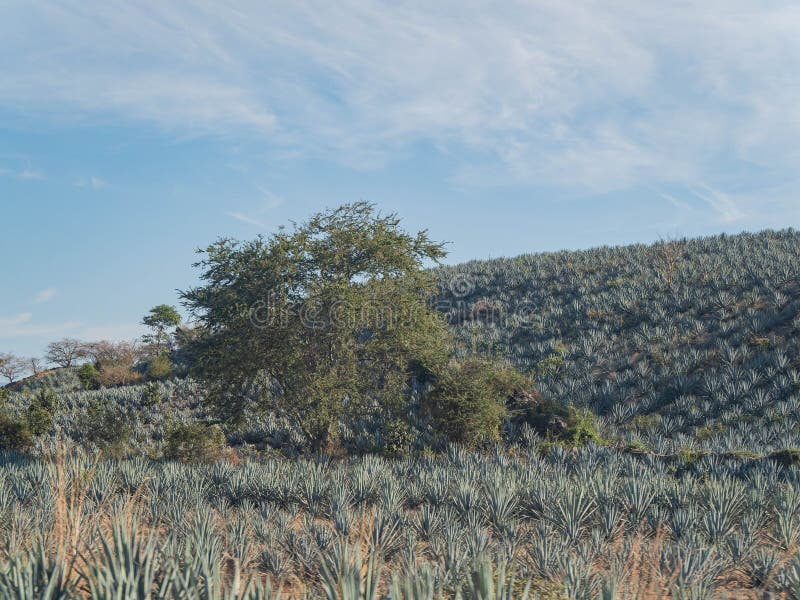 Sunny View of the Tequila Farm Stock Photo Image of view, farm 276857970