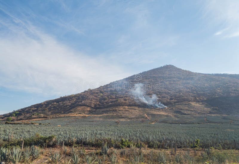 Sunny View of the Tequila Farm Stock Image Image of tequila, people