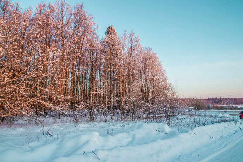 sunny weather . Winter forest landscape, snow. Nature, beautiful.