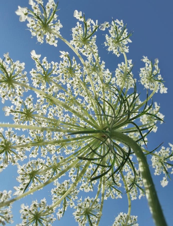 Dill flower stock image. Image of textured, flower, macro 11912379