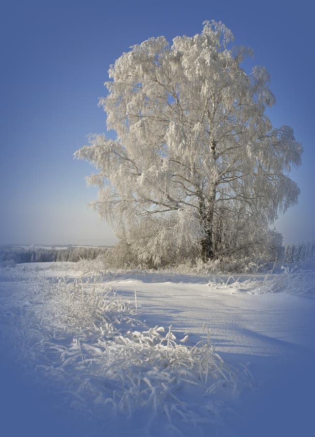 Sunny winter day