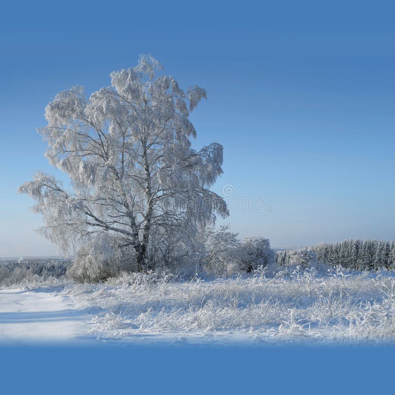 Sunny winter day