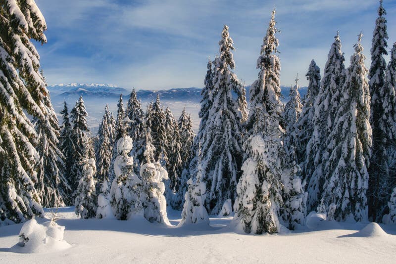 Sunny winter day from meadow under Dlha Luka hill on Mala Fatra mountains  near Martinske Hole