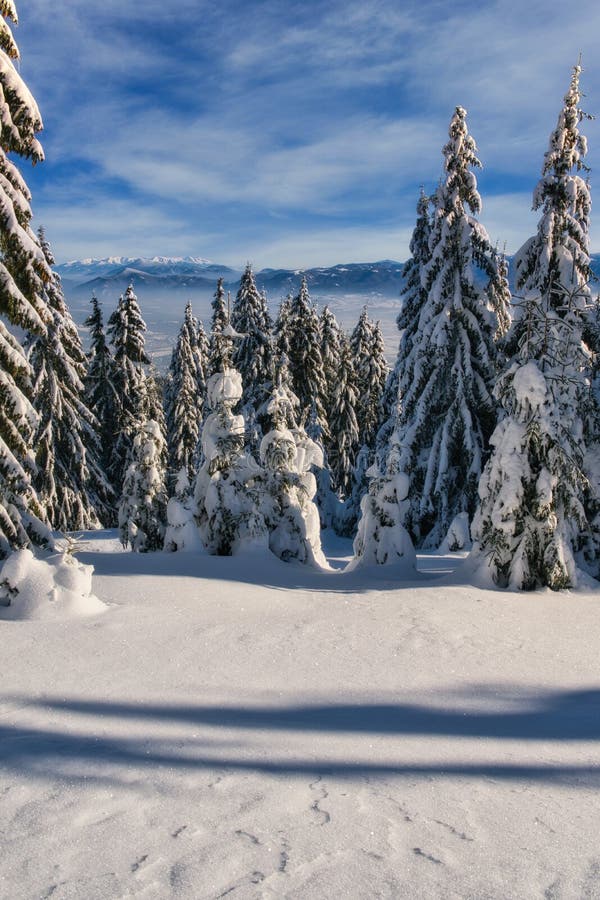 Sunny winter day from meadow under Dlha Luka hill on Mala Fatra mountains  near Martinske Hole