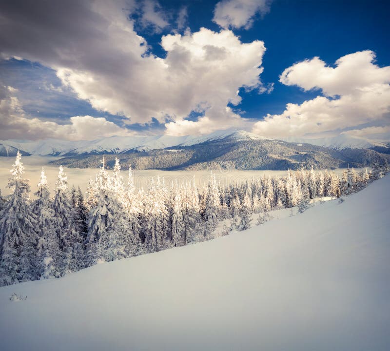 Sunny winter morning in the foggy mountains with snow cowered fir trees.