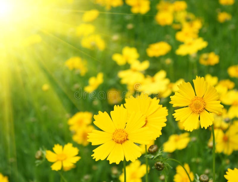 Sunny yellow flowers stock photo. Image of beautiful 13563924