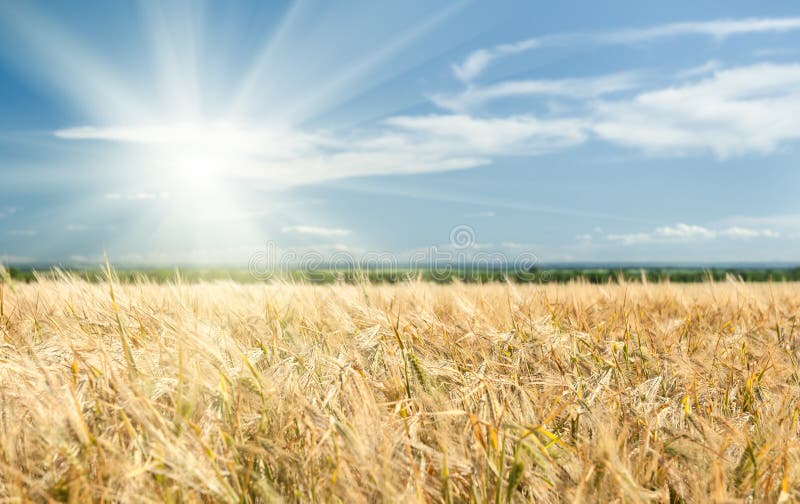 Sunny yellow wheat field and blue sky