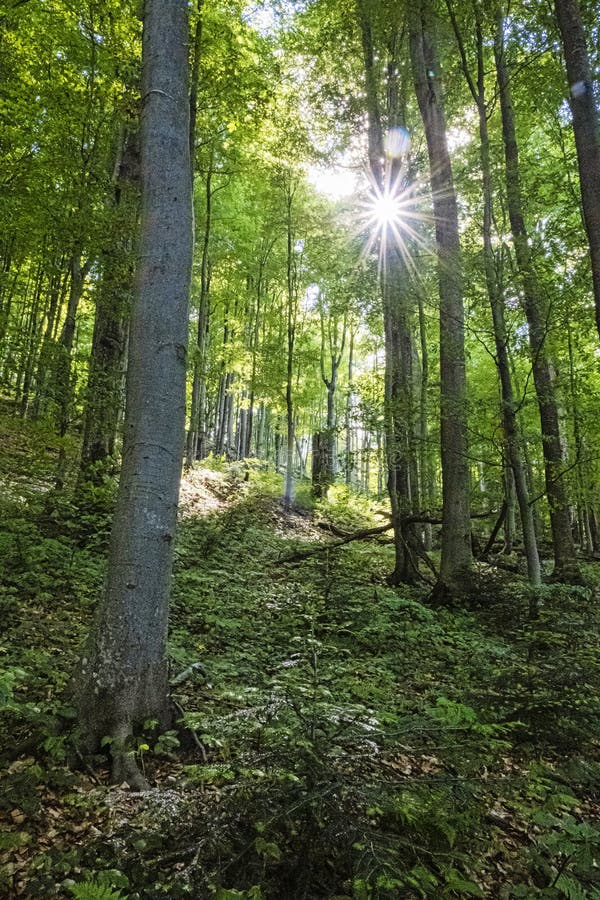 Sunrays in primeval forest Stuzica, Poloniny, Slovakia