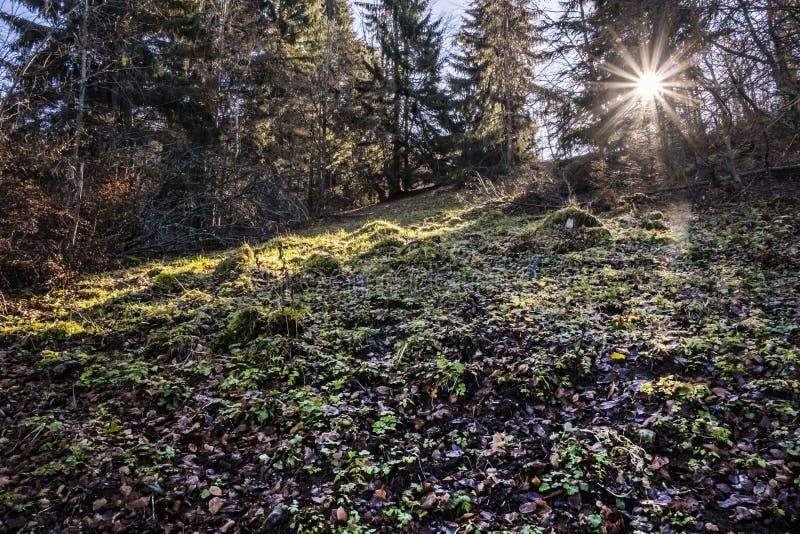 Scéna slnečných lúčov v ihličnatých lesoch, Veľká Fatra, Slovensko