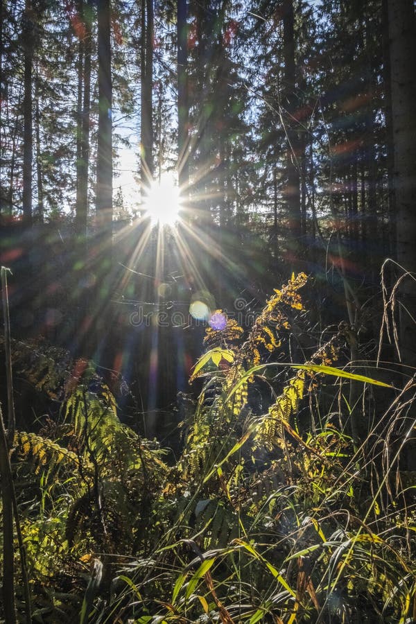 Scéna slnečných lúčov v ihličnatom lese, Malá Fatra, Slovensko