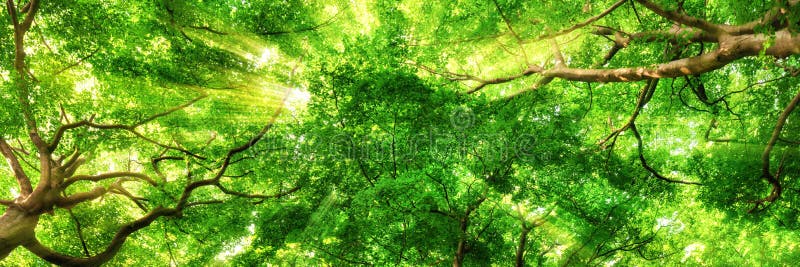 Sunrays светя через высокие treetops стоковые изображения rf Sunrays светя через высокие treetops стоковые изображения rf
