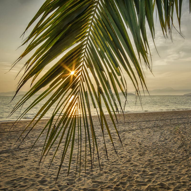 Sunrise with coconut palm leaves on tropical beach background