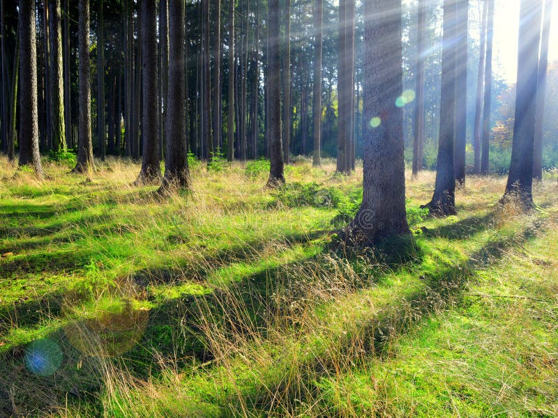 Sunrise in coniferous forest royalty free stock image