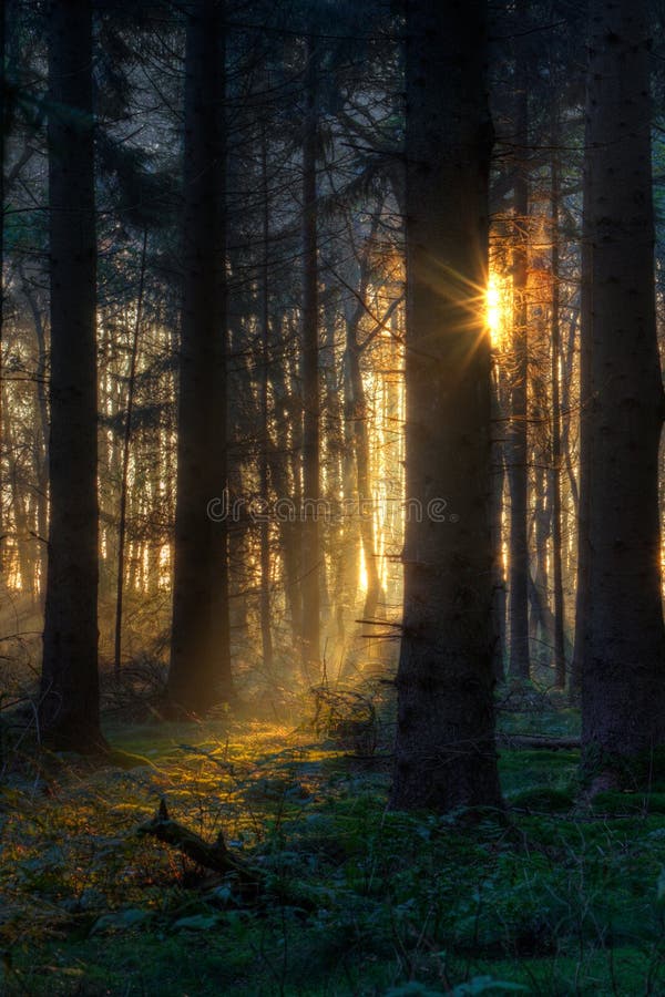 Sunrise in dark forest