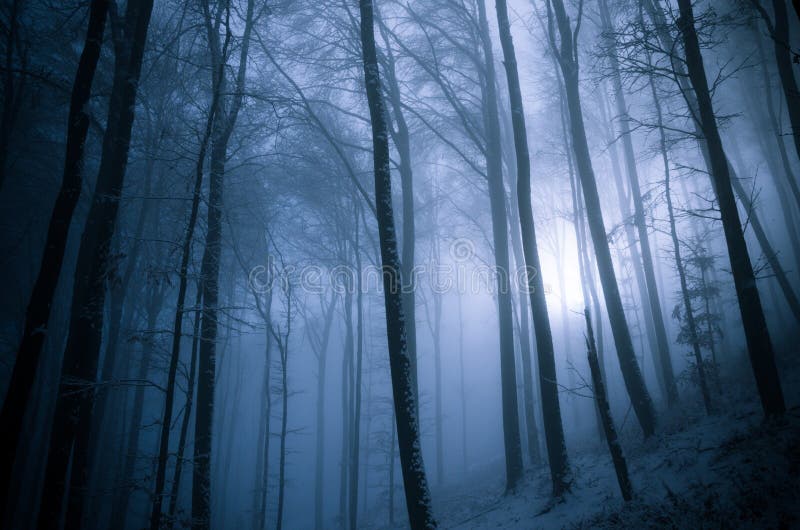 Dark and foggy winter forest