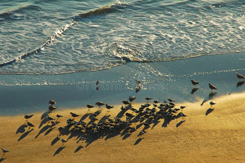 Seagulls gathering at Sunrise on Daytona Beach Florida