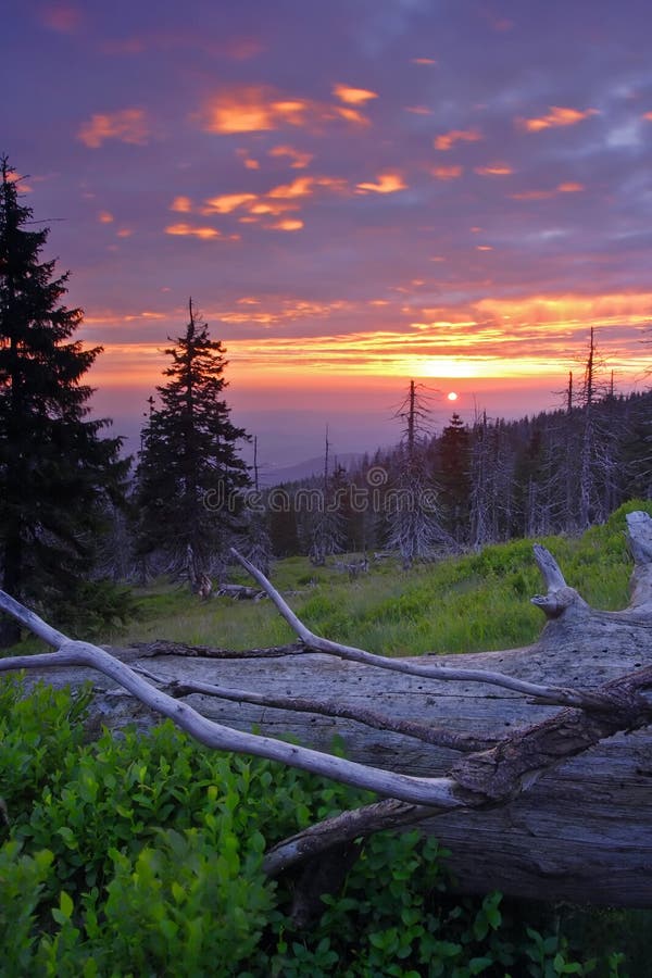 Sunrise in the dead forest