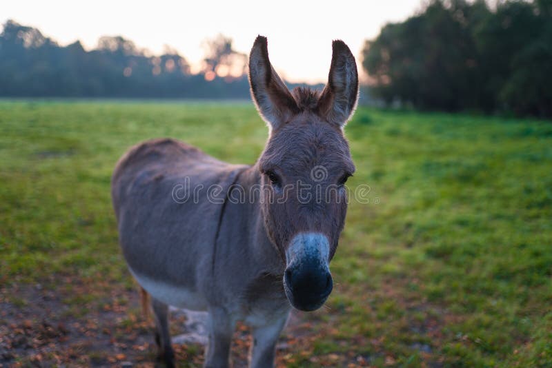 Pri východe slnka oslík stojí na zelenej lúke a hľadí