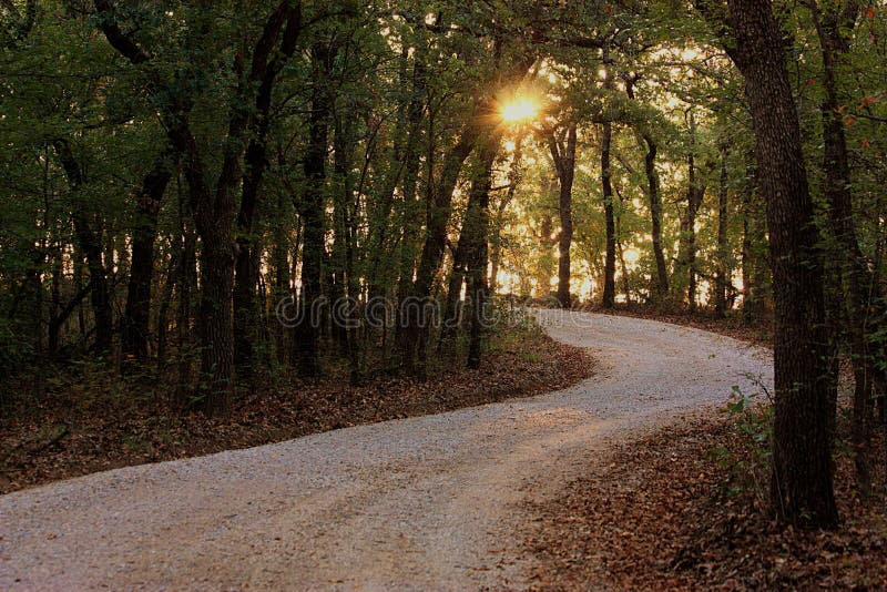 Il sole inizia sul crescita un brillare attraverso alberi liner avvolgimento la strada attraverso foresta.