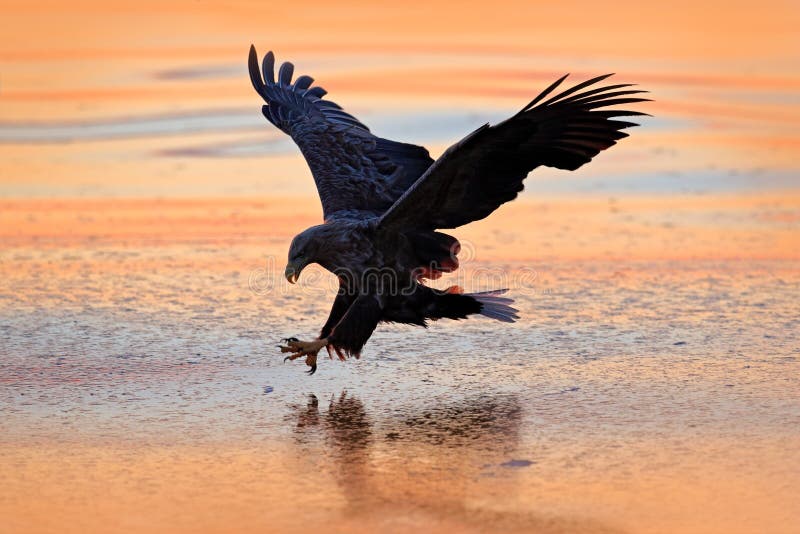 Sunrise with eagle. Hunter in weater. Eagle fight with fish. Winter scene with bird of prey. Big eagle, snow sea. Flight White-tai