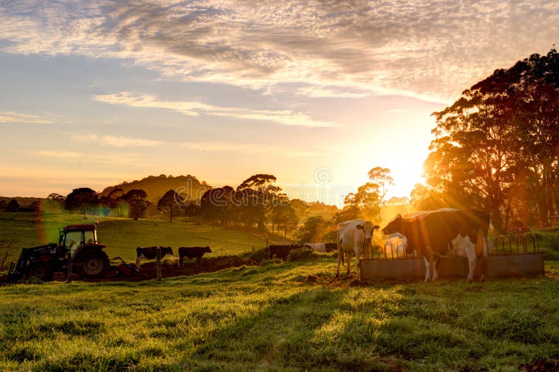 Alba sulla fattoria, mucche si mangia a colazione dal trattore.