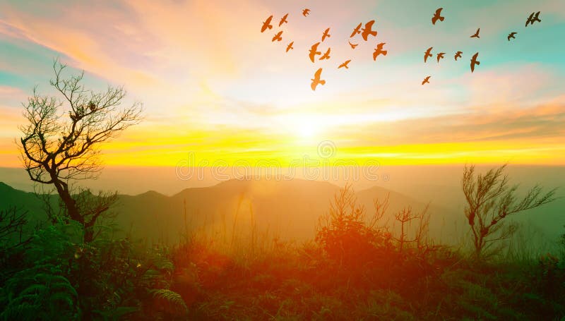 Sunrise With Flare At The Mountain With Trees And Flying Birds I Stock